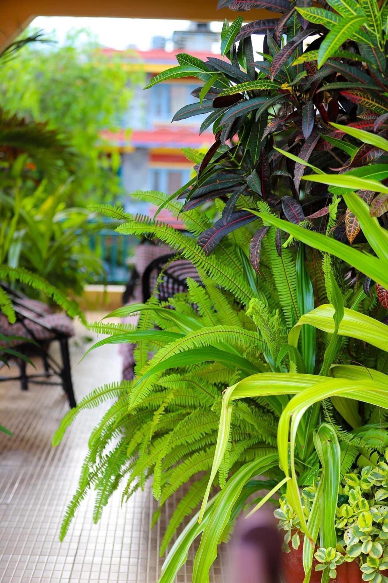 Nanohana Lodge Покхара Екстер'єр фото