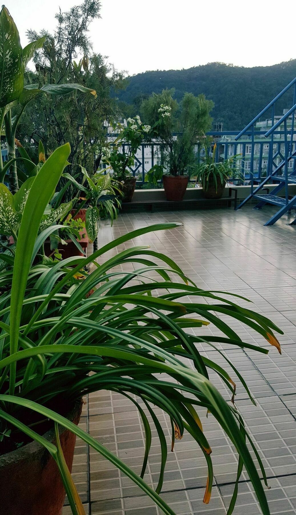 Nanohana Lodge Покхара Екстер'єр фото